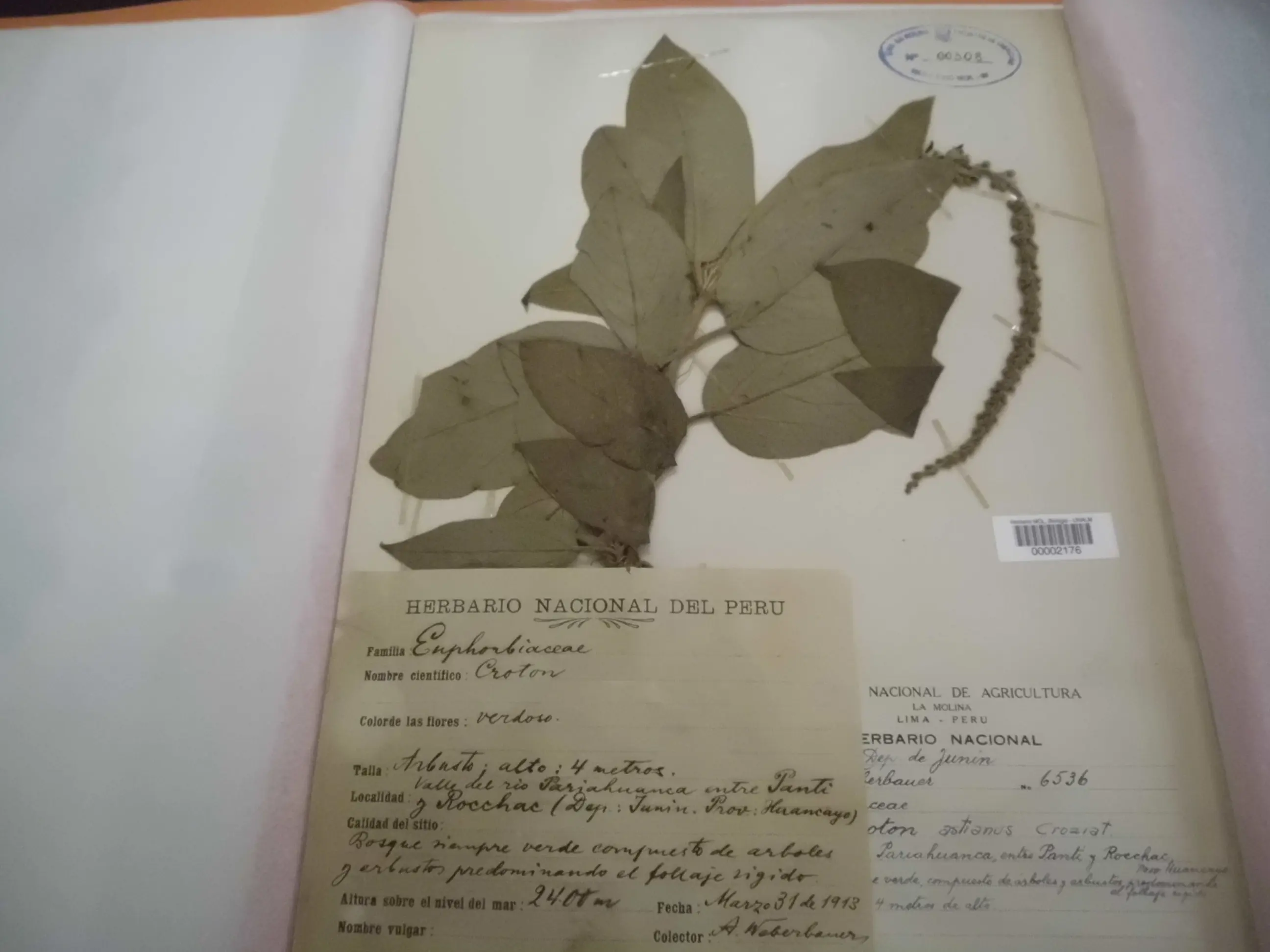 2. O poder dos isotipos geométricos: um mergulho na essência visual