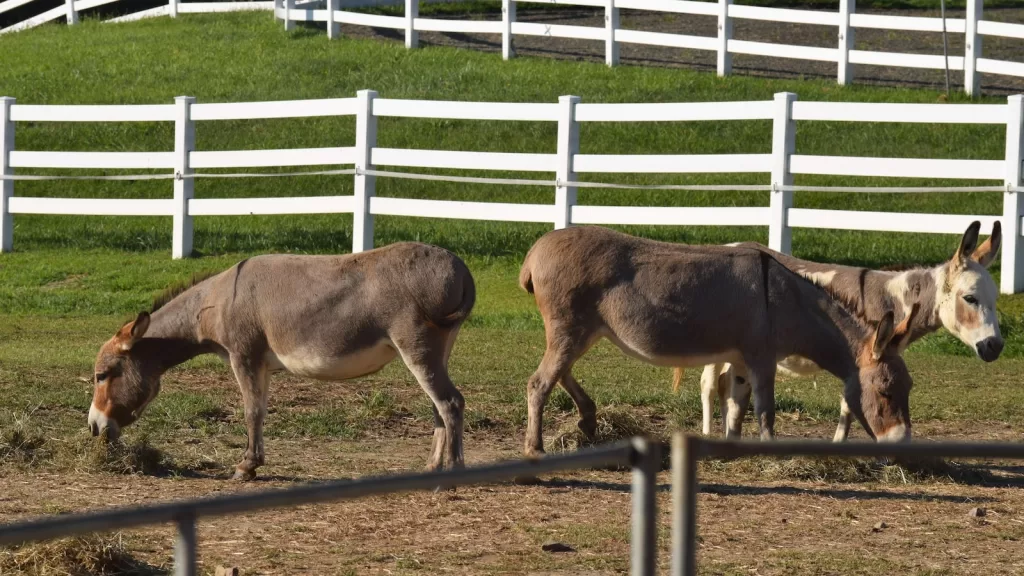 Estudo de caso: evolução e aplicação da identidade visual da Apple