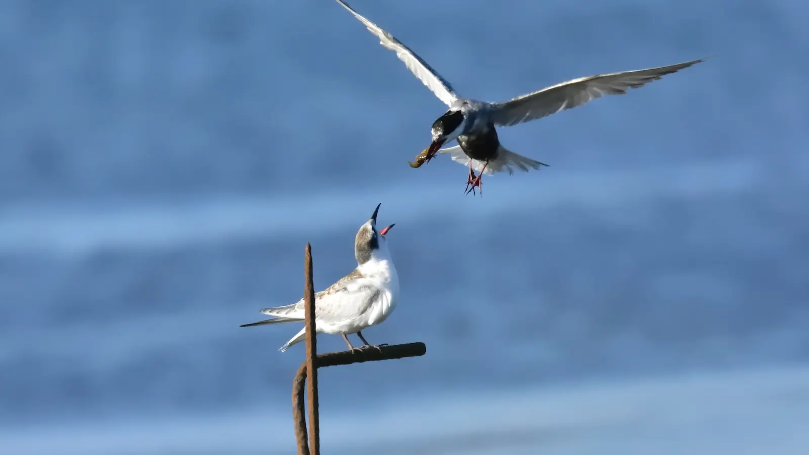 Como ‍criar uma hierarquia ⁣visual eficaz para sua landing page