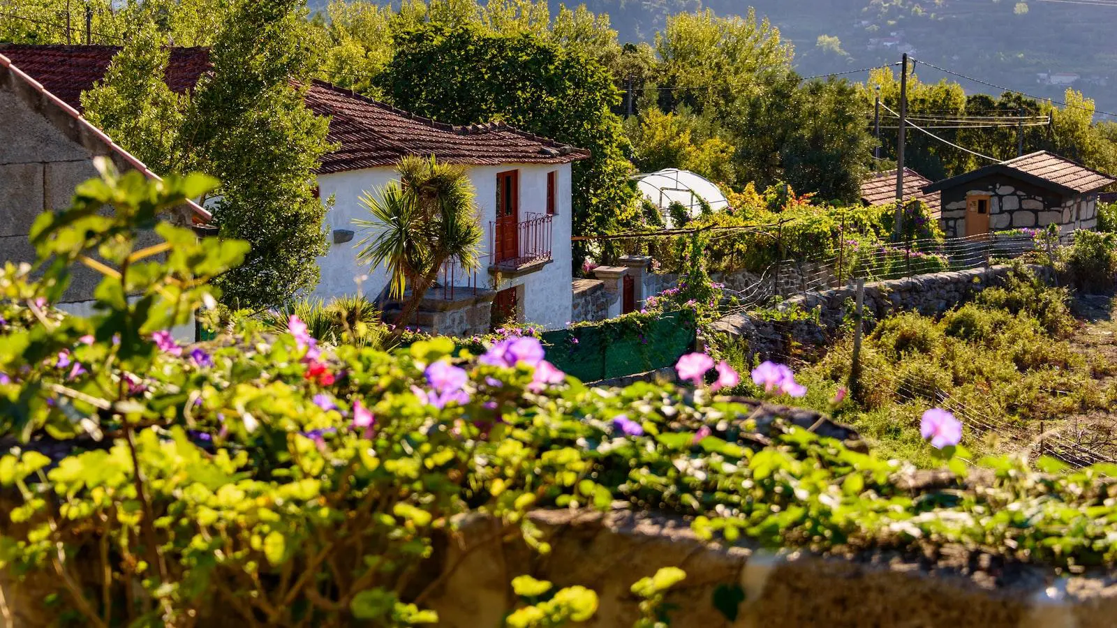 criar um site progressivo ou reativo: qual a melhor opção