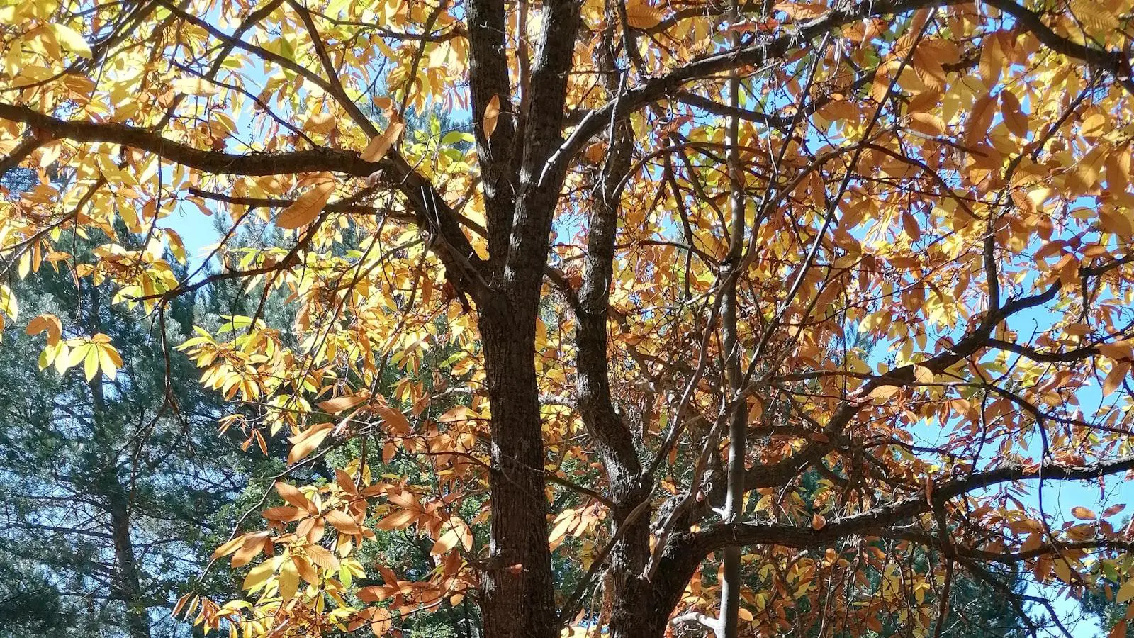 pixels ou vetores? entenda a diferença e quando usar cada um