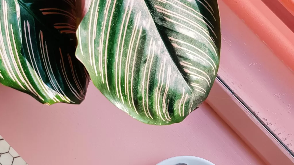 Identidade visual com propósito: como fazer branding social